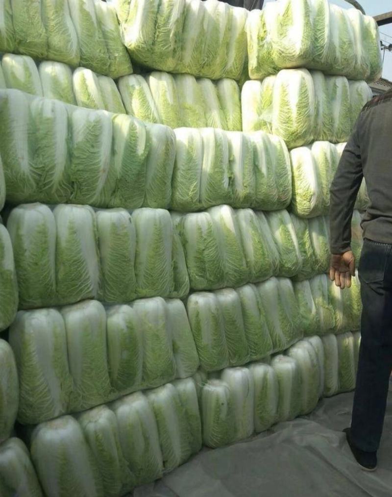 山东白菜黄心白菜大量现货产地直供量大从优欢迎咨询