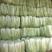 山东白菜黄心白菜大量现货产地直供量大从优欢迎咨询