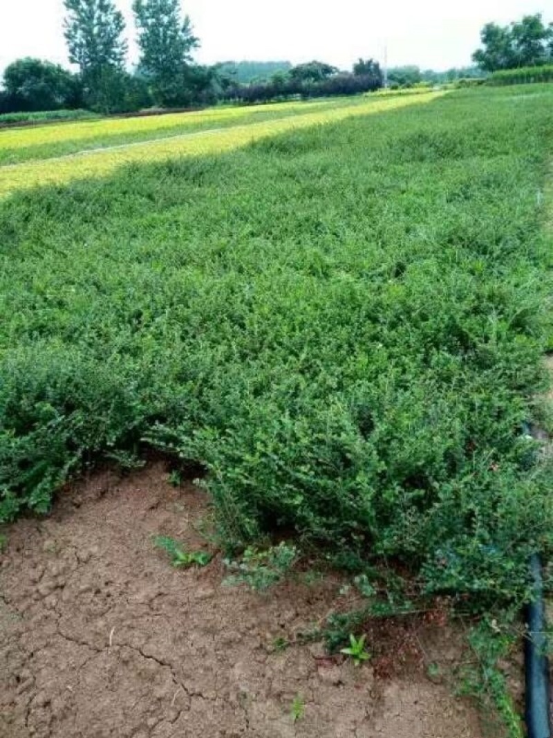 平枝荀子苗