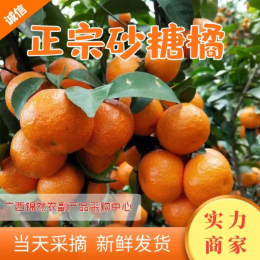 正宗广西沙糖桔，颜色好，口感纯甜，果头均匀，皮毛细，果面干净