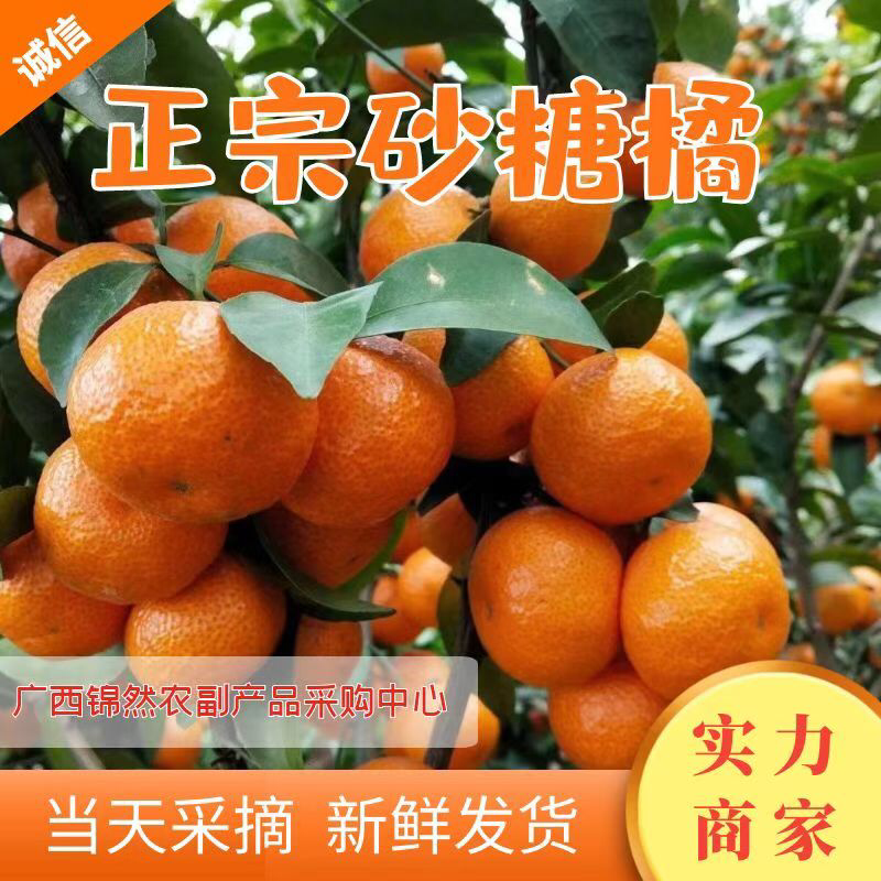 正宗广西沙糖桔，颜色好，口感纯甜，果头均匀，皮毛细，果面干净
