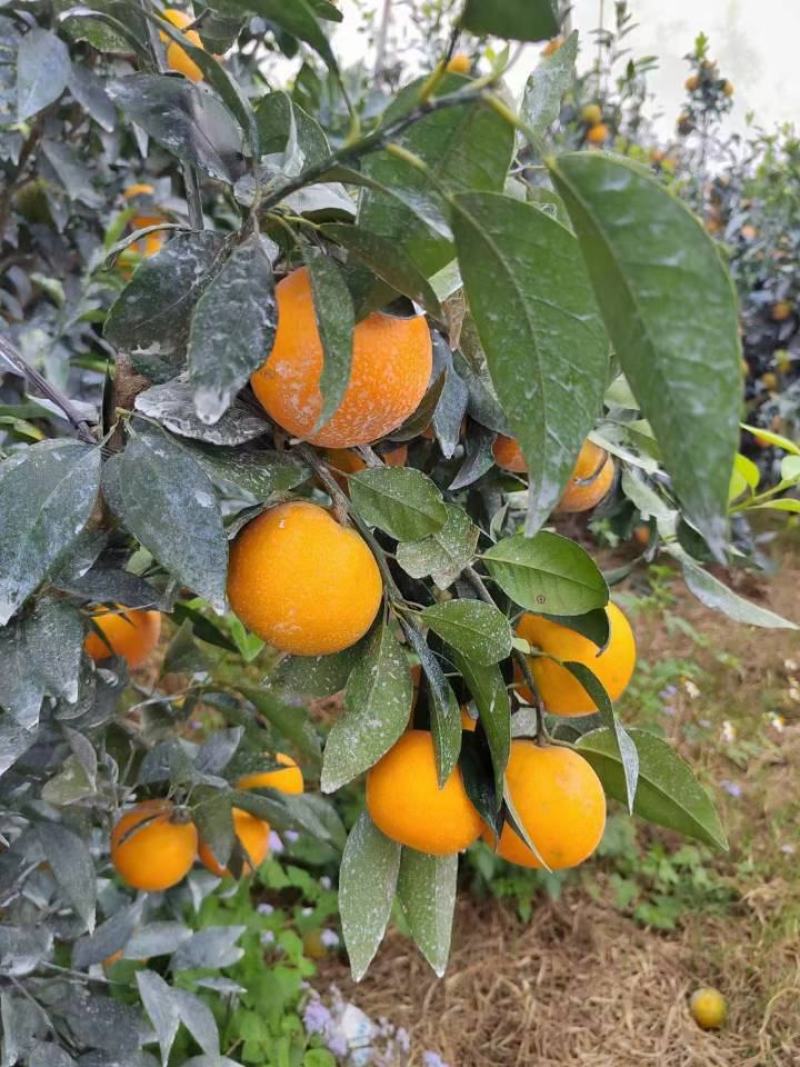 沃柑
