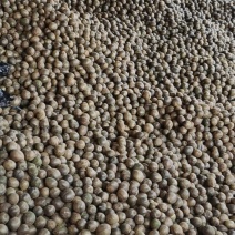 猕猴桃，通货，共7000斤，鲜果4天了，急卖