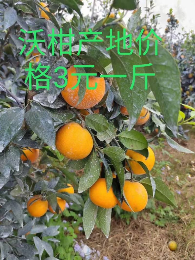 沃柑