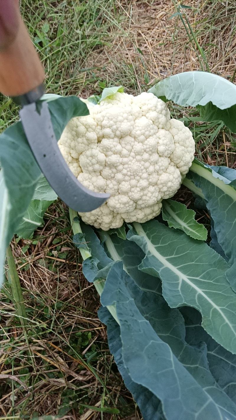 百亩大棚花菜，产地江西赣州欢迎采购。。。。