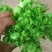 儿菜棒菜大量走货，个个金品