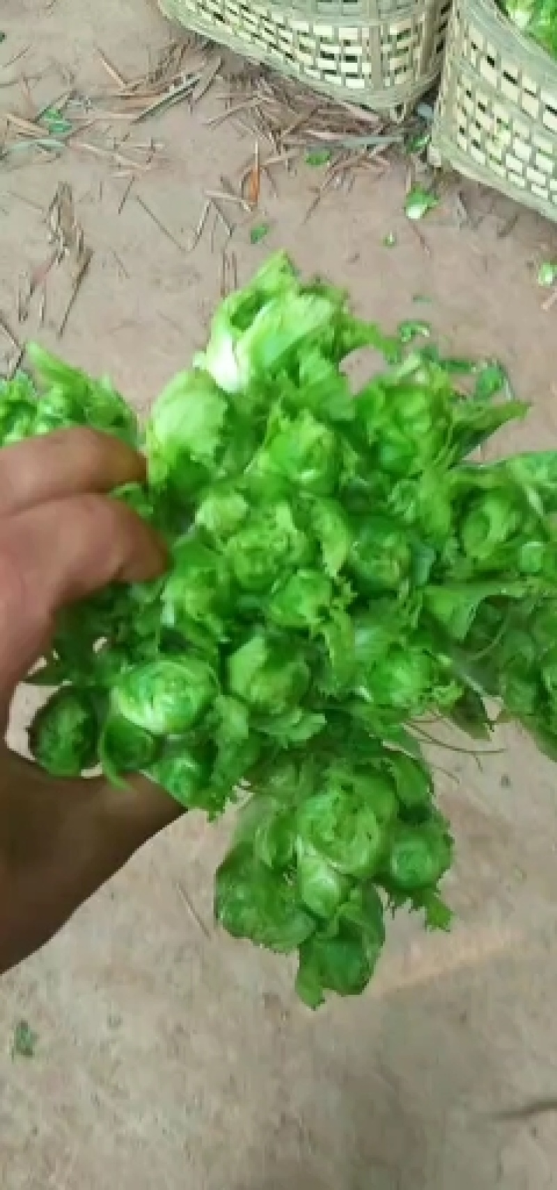 儿菜棒菜大量走货，个个金品