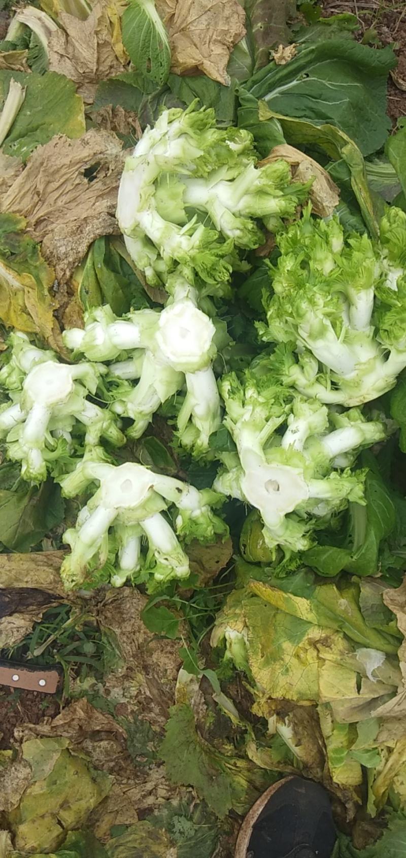 儿菜棒菜大量走货，个个金品