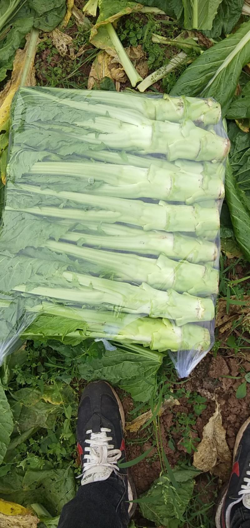 儿菜棒菜大量走货，个个金品