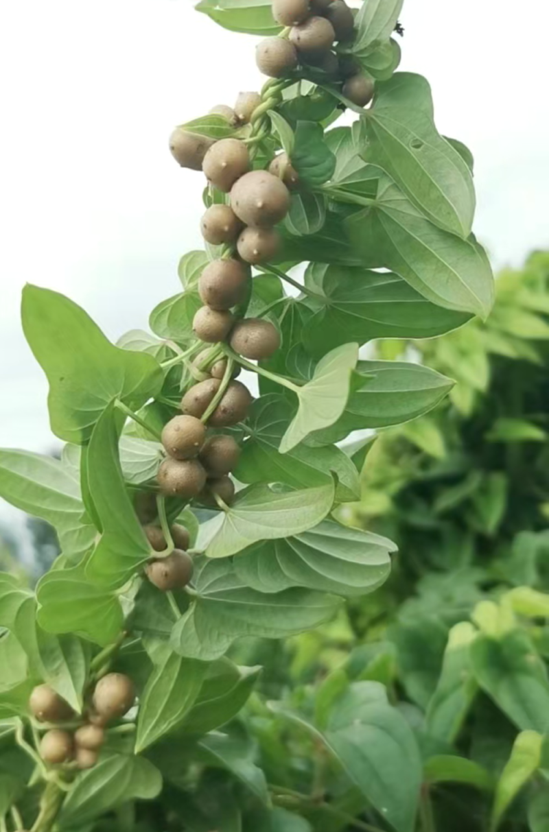 白玉山药豆大量上市，一手货源，货源充足