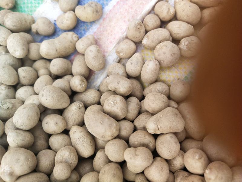 白玉山药豆大量上市，一手货源，货源充足