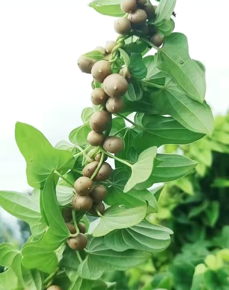 白玉山药豆大量上市，一手货源，货源充足