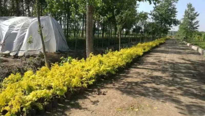 金叶水杉苗