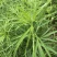 柳蒿菜种子东北野生柳蒿芽种籽种根易活好管理耐寒南北方可种