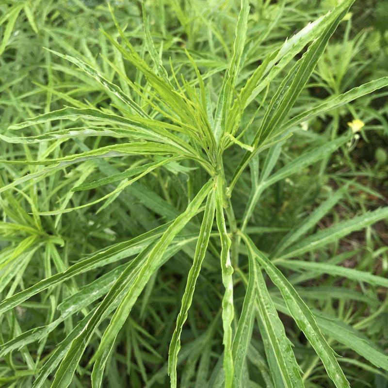 柳蒿菜种子东北野生柳蒿芽种籽种根易活好管理耐寒南北方可种
