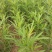 柳蒿菜种子东北野生柳蒿芽种籽种根易活好管理耐寒南北方可种