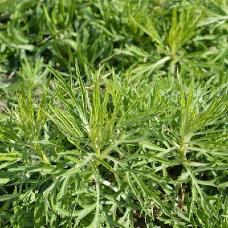 柳蒿菜种子东北野生柳蒿芽种籽种根易活好管理耐寒南北方可种