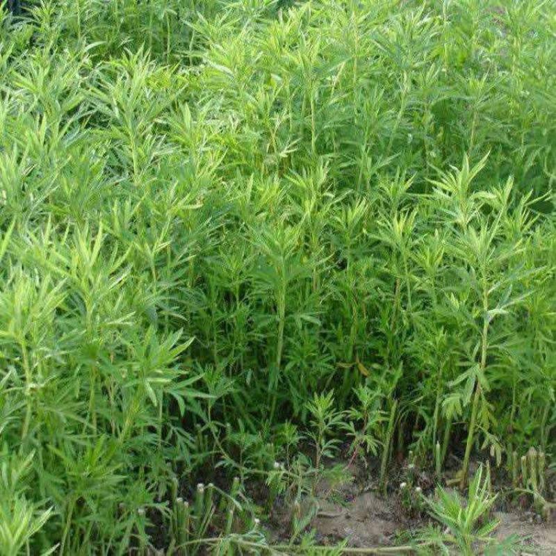 柳蒿菜种子东北野生柳蒿芽种籽种根易活好管理耐寒南北方可种