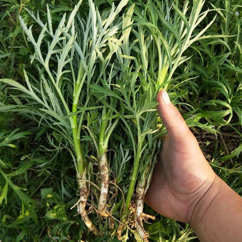柳蒿菜种子东北野生柳蒿芽种籽种根易活好管理耐寒南北方可种