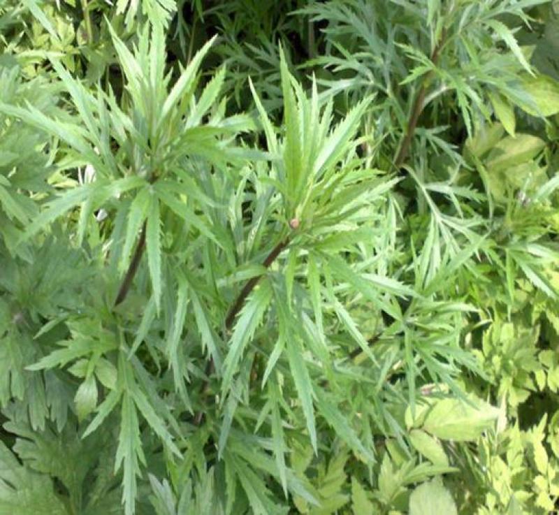 柳蒿菜种子东北野生柳蒿芽种籽种根易活好管理耐寒南北方可种