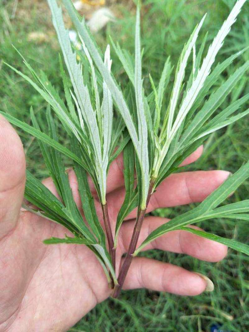 柳蒿菜种子东北野生柳蒿芽种籽种根易活好管理耐寒南北方可种