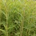 柳蒿菜种子东北野生柳蒿芽种籽种根易活好管理耐寒南北方可种