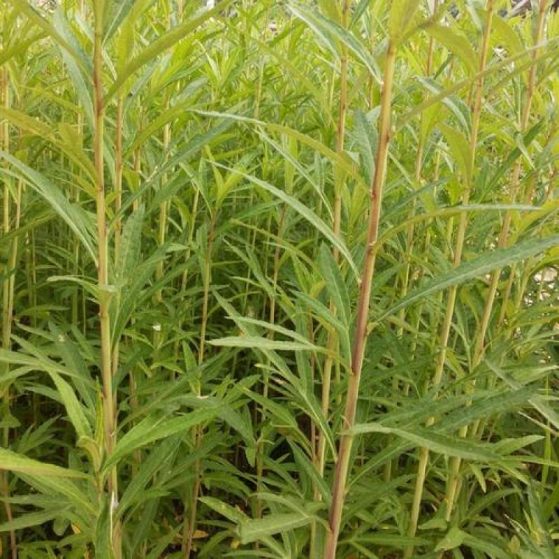 柳蒿菜种子东北野生柳蒿芽种籽种根易活好管理耐寒南北方可种