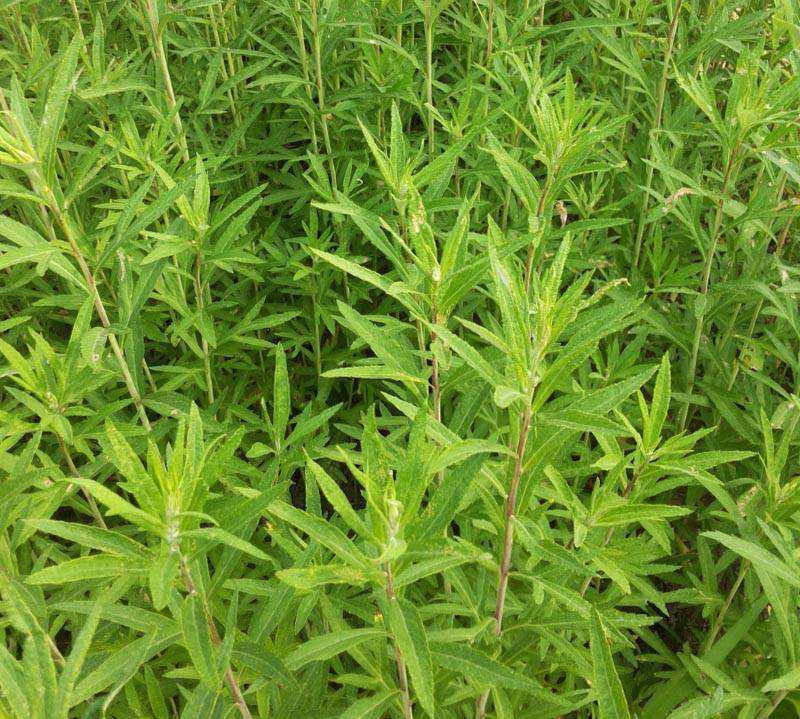 柳蒿菜种子东北野生柳蒿芽种籽种根易活好管理耐寒南北方可种