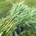 柳蒿菜种子东北野生柳蒿芽种籽种根易活好管理耐寒南北方可种
