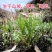 柳蒿菜种子东北野生柳蒿芽种籽种根易活好管理耐寒南北方可种