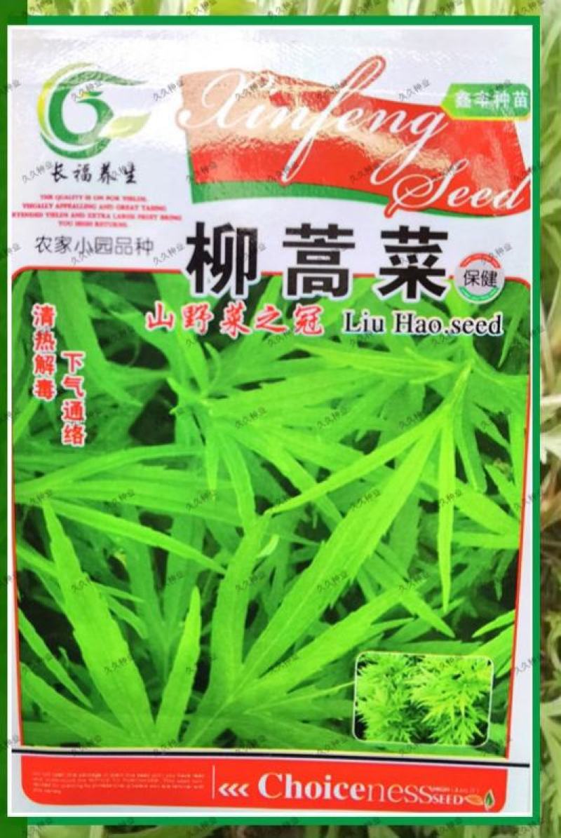柳蒿菜种子东北野生柳蒿芽种籽种根易活好管理耐寒南北方可种
