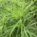 柳蒿菜种子东北野生柳蒿芽种籽种根易活好管理耐寒南北方可种