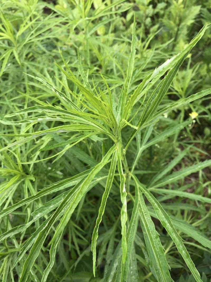 柳蒿菜种子东北野生柳蒿芽种籽种根易活好管理耐寒南北方可种