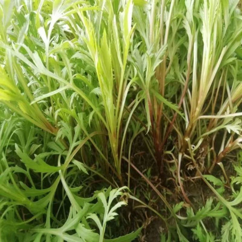 柳蒿菜种子东北野生柳蒿芽种籽种根易活好管理耐寒南北方可种