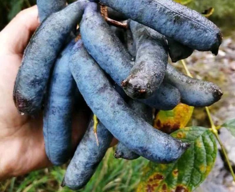 稀有果树苗种子盆栽猫屎瓜种子鬼指头种籽猫屎筒鸡肠子