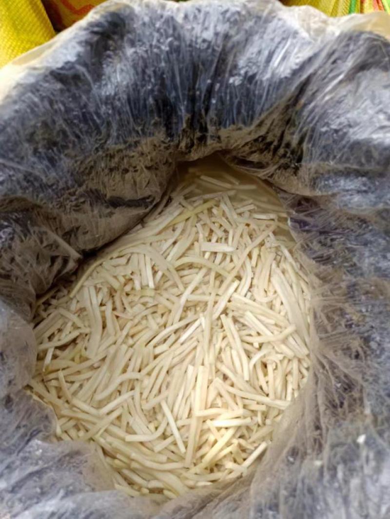 麻竹笋苗竹丫竹枝培育竹苗广东英德产地