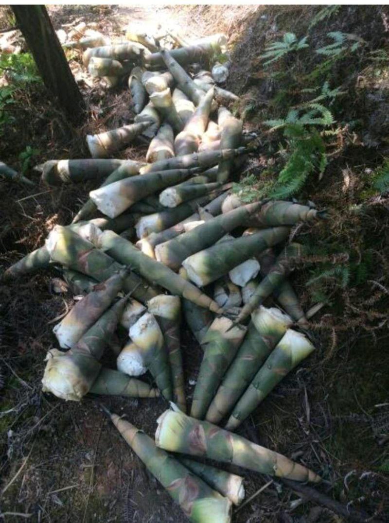 麻竹笋苗竹丫竹枝培育竹苗广东英德产地