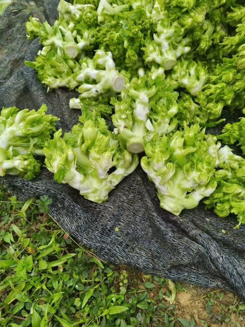 90亩儿菜大处理价格3脚一斤便宜的很也可以可卖青山