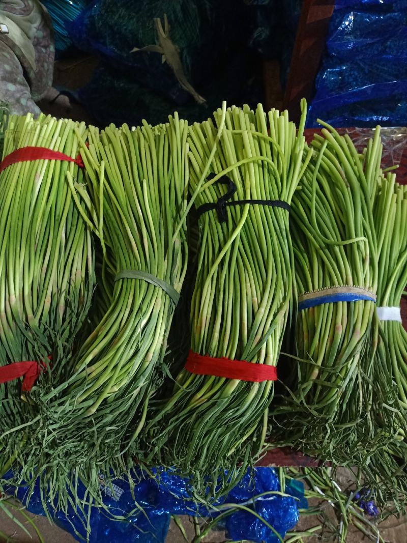 河南优质精品小把和大把蒜薹，产地发货，货源充充足。