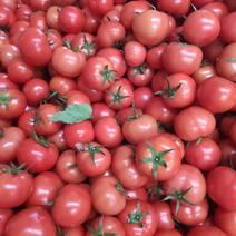 西红柿番茄大红西红柿量大从优基地直供对接全国市场