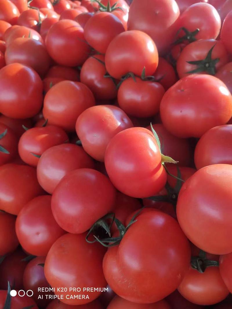硬粉西红柿精品西红柿，弧三以上，硬粉硬果，个头均匀