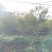 鸡爪槭