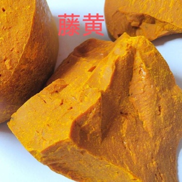 黄藤黄产地直发货好正品保证产地新疆