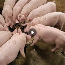 兴平出售仔猪30头，平均35斤。