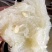 米线瓜种四季种易活包邮鱼翅瓜粉丝阳台种菜盆栽庭院