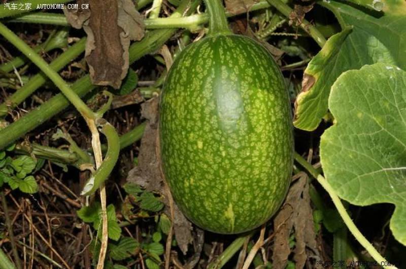 米线瓜种四季种易活包邮鱼翅瓜粉丝阳台种菜盆栽庭院