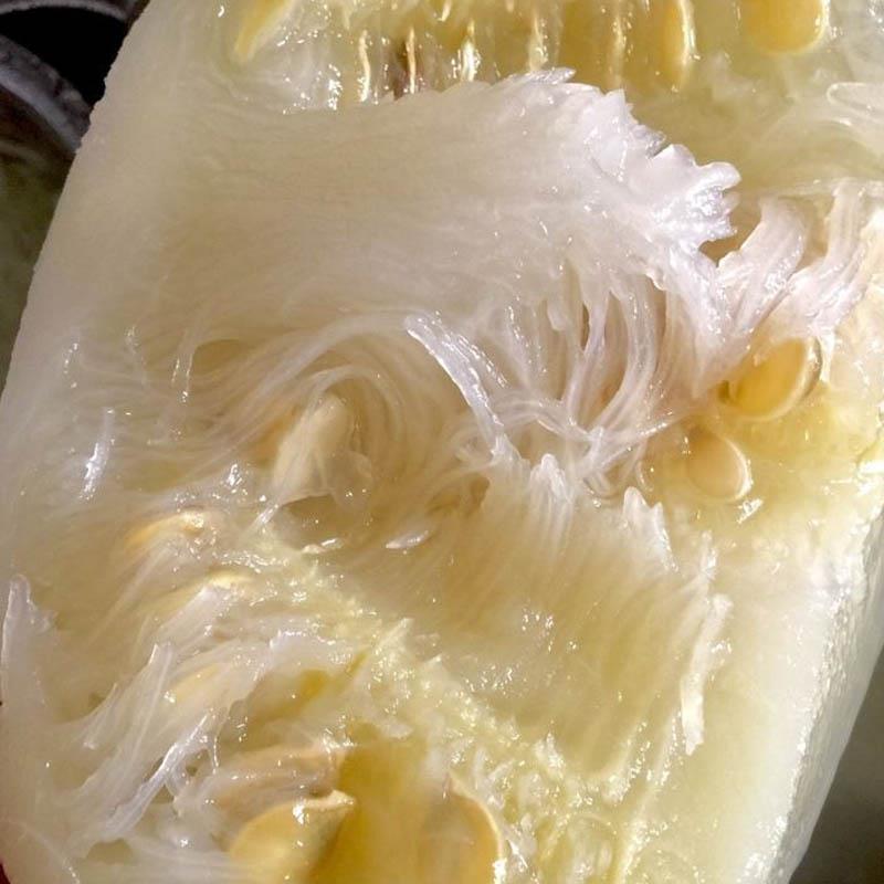 米线瓜种四季种易活包邮鱼翅瓜粉丝阳台种菜盆栽庭院