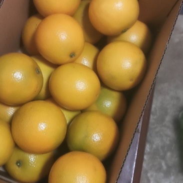 麻阳冰糖橙