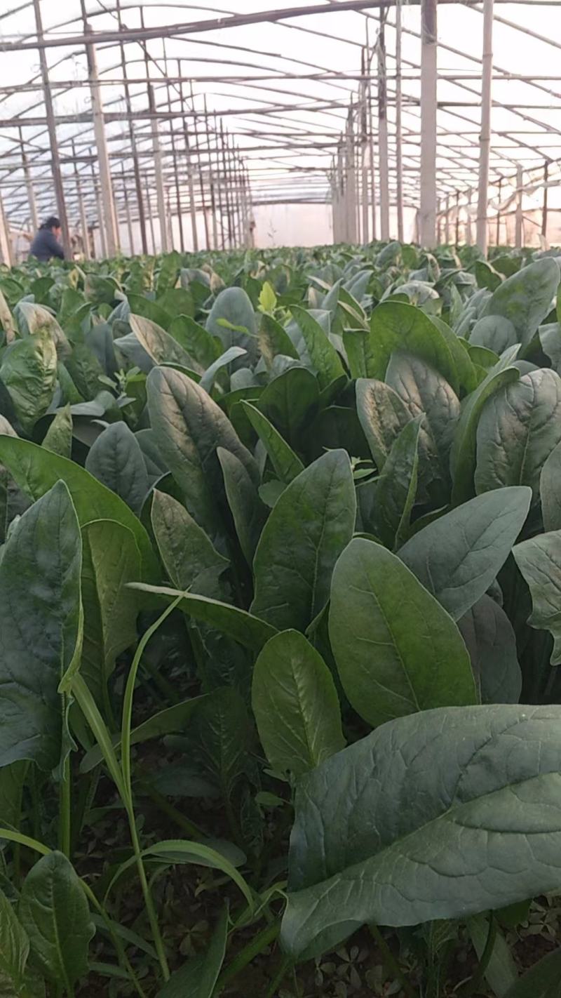 优质黑叶菠菜产地直供，欢迎各地老板来电洽谈合作