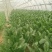 优质黑叶菠菜产地直供，欢迎各地老板来电洽谈合作